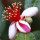 Flor de Goiaba