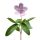 Flor de Maio