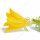 Flor de Pepino
