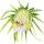 Flor de Pitaya