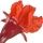 Flor de Romã