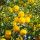 Flor de Yuzu