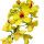 Flor do Pau-Brasil