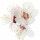 Flor do Pomar