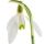 Galanthus