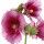 Hollyhock