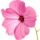 Lavatera