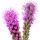 Liatris
