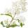 Ligustrum