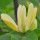 Magnolia brooklynensis