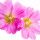 Malva Rosa