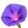 Morning Glory Flower
