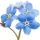 Myosotis