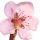 Nectarine blossom