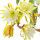 Orquídea Cacto