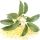 Osmanthus