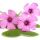 Oxalis