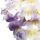 Paulownia