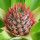 Pineapple blossom
