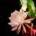 Queen of the Night Flower