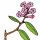 Rhododendron da Sibéria