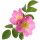 Rosa Rubiginosa