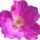 Rosa Rugosa