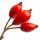 Rosa canina