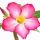 Rosa-do-Deserto