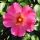 Rosa rubiginosa