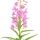 Rosebay Willowherb