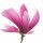 Saucer magnolia