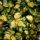 Silverthorn