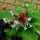 Snakeroot