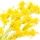 Solidago