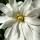 Star Magnolia