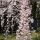 Weeping Cherry Blossom
