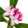Winter Daphne