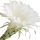 Cereus Noturno