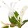 Madressilva