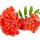 Ashberry