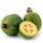 Feijoa
