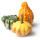 Flowering Gourd