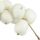 Snowberry