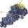 Uva Cabernet