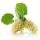 White Mulberry