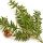 Black hemlock or Tsuga