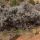Desert Sagebrush