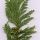 False Cypress
