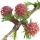 Larix ou Lariço